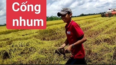 Săn bắt chuột đồng vô cống nhum #cônghímiềntây #sănbắtmiềntây