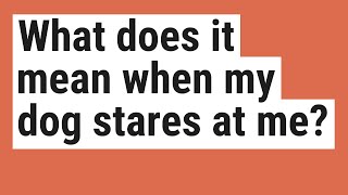 What does it mean when my dog stares at me?