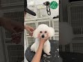 Groom the Poodle ..