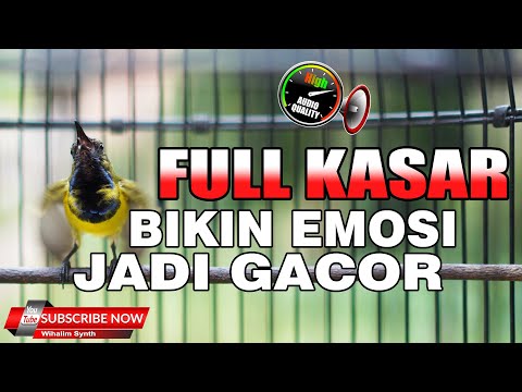 Terapi SOGON GACOR Fighter paling ampuh langsung nyaut gacor ngleper