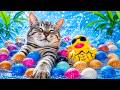 🔴めちゃ涼しくなる水音HELLO😁🖖😻Cat & Water ASMR