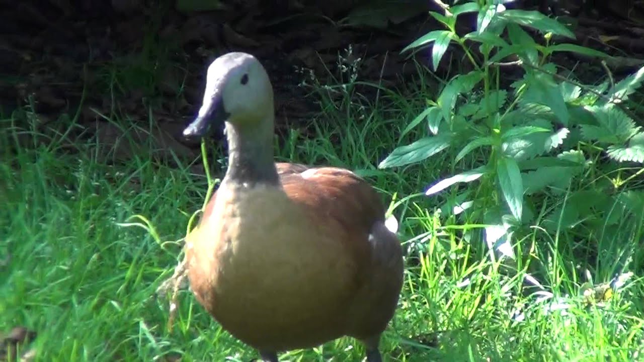 South African Shelduck 