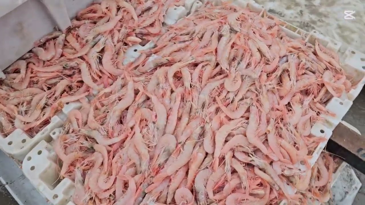 # اليوم #الاحد #كاين ما يدار #مرحباً_بالجميع #في#سوق #البيتات#الرباط يعقوب المنصور 0666468377 