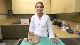What Are the Moods of Cats Through Their Tails? : Kittens & Cat Care