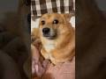 主と一緒に寝たかったポメ柴