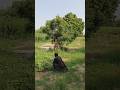Amazing Pigeon 🐦🐦 Hunting 🪤🎯 and Flying 🪽🪽#hunting #youtubeshort #farming