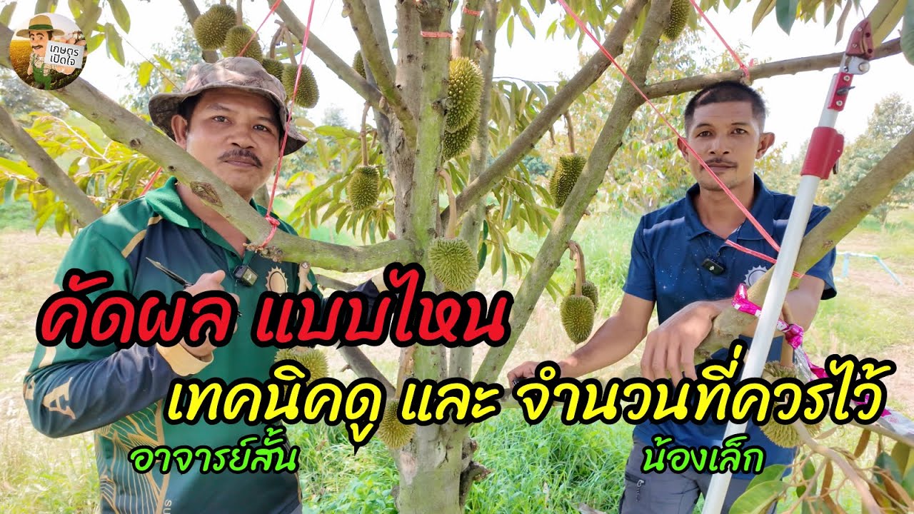 คัดผล แบบไหน ไว้ตำแหน่งไหน ควรไว้กี่ลูก ถึงสมบูรณ์ที่สุด