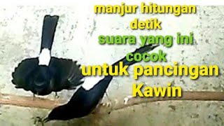 manjur Hitungan detik - Murai kawin suara jernih Suara yang ini Cocok untuk Pancingan Kawin