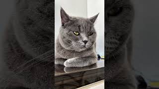 Life update ni kitty maldita🤣 #kittyCat #kittylove #Catlover #pets #Catvlog #catstory #catblogger