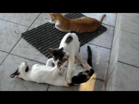 Βίντεο: Βρέθηκαν 164 νεκρά γατάκια και άρρωστες γάτες