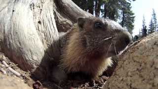 (HD) GoPro and a Marmot