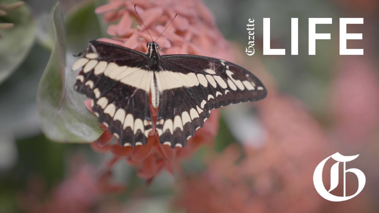 LIFE | A butterfly oasis just beyond Denver