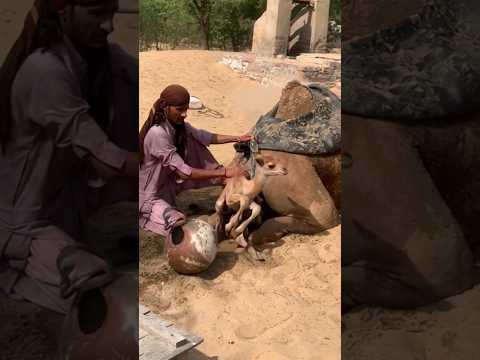 ف ت اة س ه ر او ي ة ت د ف ئ ج م ل ه ا ب ق ط ع ة ب ي ض اء و ه ي ج ال س ة ع ل ى ظ ه ر ه