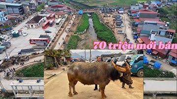 KHÁM PHÁ CHỢ TRÂU BẮC HÀ_LÀO CAI .PHIÊN CHỢ TIỀN TỶ Ở BẮC HÀ