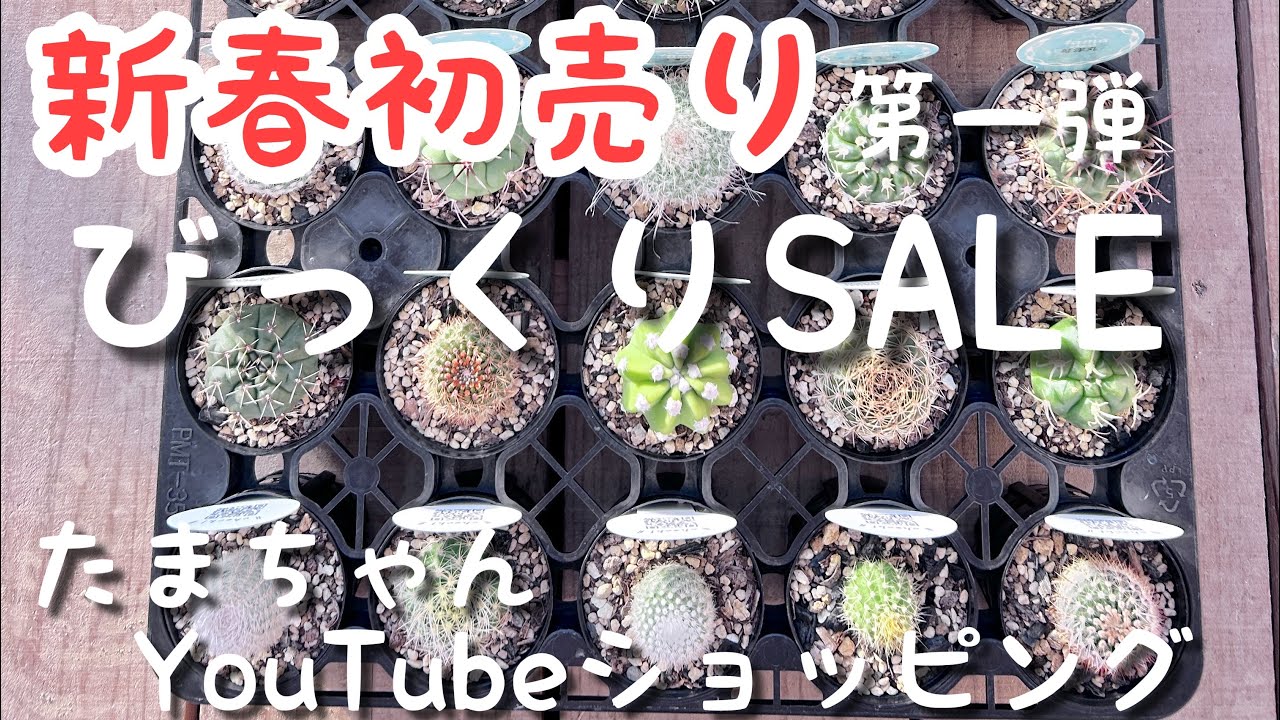 年に1度の大セール5苗セット￥1000　ルビーノバ Big New Year's Sale! Part 1: Great Value Cactus Set - YouTube