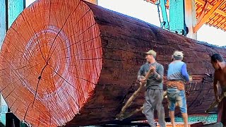 Sawing Dry Wood Leftover from World War II || Sawmill