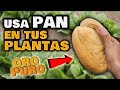 Aplica PAN DURO en tus PLANTAS verás INCREÍBLE | SECRETOS para Huerto Urbano | Abono Casero Orgánico