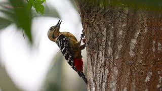 Woodpeckers || Calming Relaxing Video || Canon Zoom lens || Wildlife and Nature Video