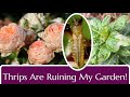 Thrips in the garden damage and control