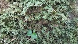 Download lagu Video Cinemetik ke indahan tanaman hias yang tumbuh di batu karang