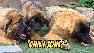 GIANT Leonberger Puppies Play with Little Puppies!  Cute Puppy Videos!