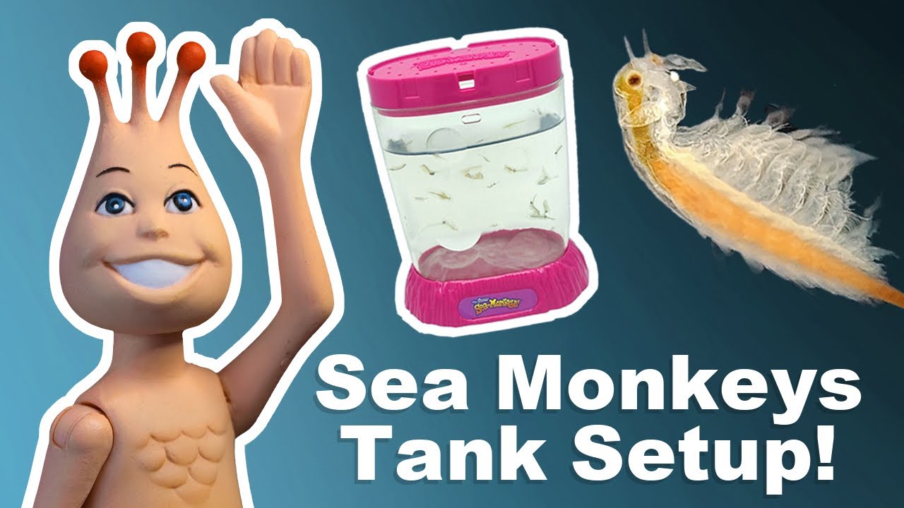 DIY Sea Monkey Kit: Much cuter than the store bought!