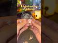 ASMR - Unboxing de figuras de ajolote #amsr #unboxing #asmrsounds #asmrvideo #cozy #cozyambience