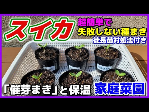 Watermelon Simple And Foolproof Sowing And Warming Method That Can Be Done At Home How To Deal 