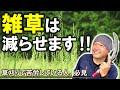 雑草が減っていく抑草方法８選【自然農法】