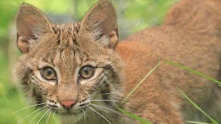 NEW Bobcat Kitten Arrives!