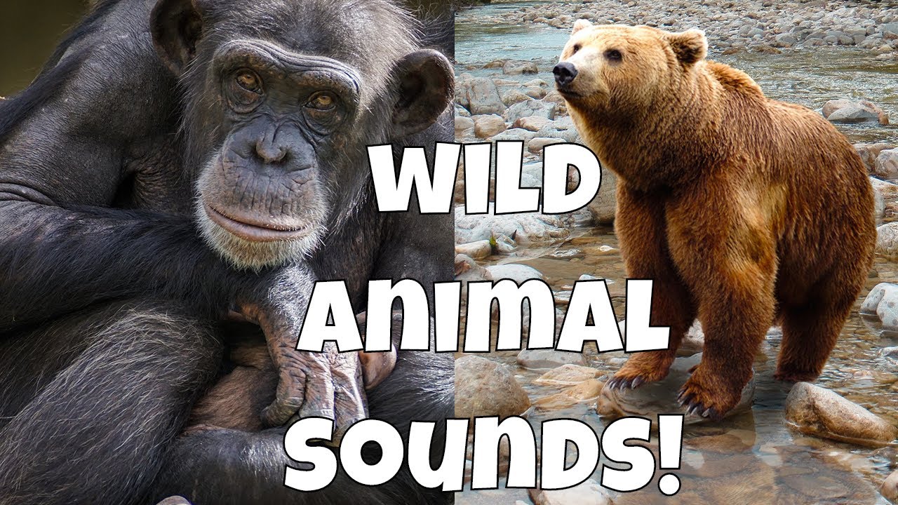 wild animal safari sound effects