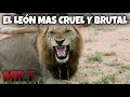 Mr.T el LEÓN más DESPIADADO Y BRUTAL de la HISTORIA