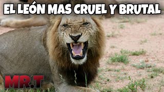 Mr.T el LEÓN más DESPIADADO Y BRUTAL de la HISTORIA