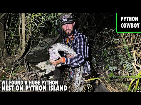 We Found The Biggest Python Nest With Over 45 Eggs On Python Island