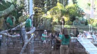 African Serval Keeper Talk during Tiger Festival at the Palm Beach Zoo