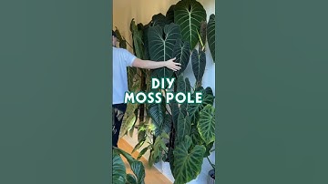 Super simple Moss Pole tutorial using just 3 materials from @bunningswarehouse #bunningsinspo