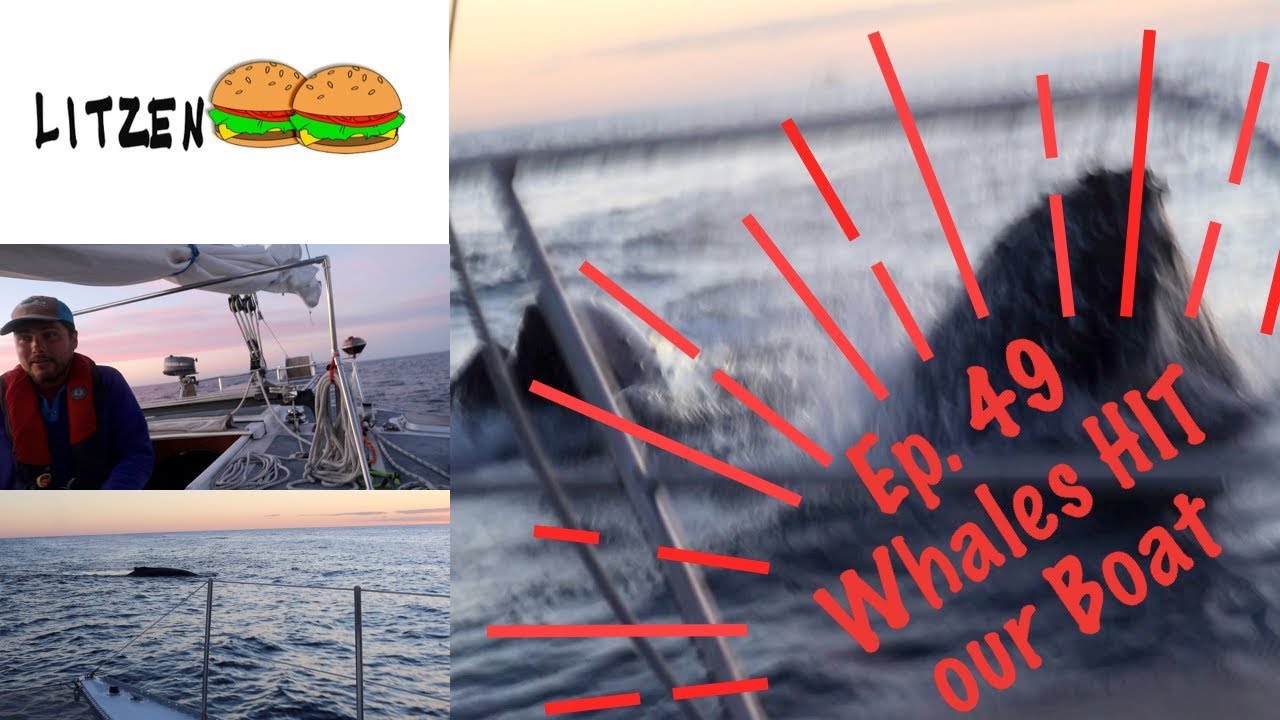 Feeding WHALES HIT our Sailboat off the Coast of California(Ep.49 Sailing w/the Litzenbergers)