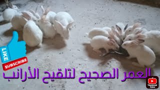 ما هو العمر المناسب لتلقيح الأرانب#rabbit