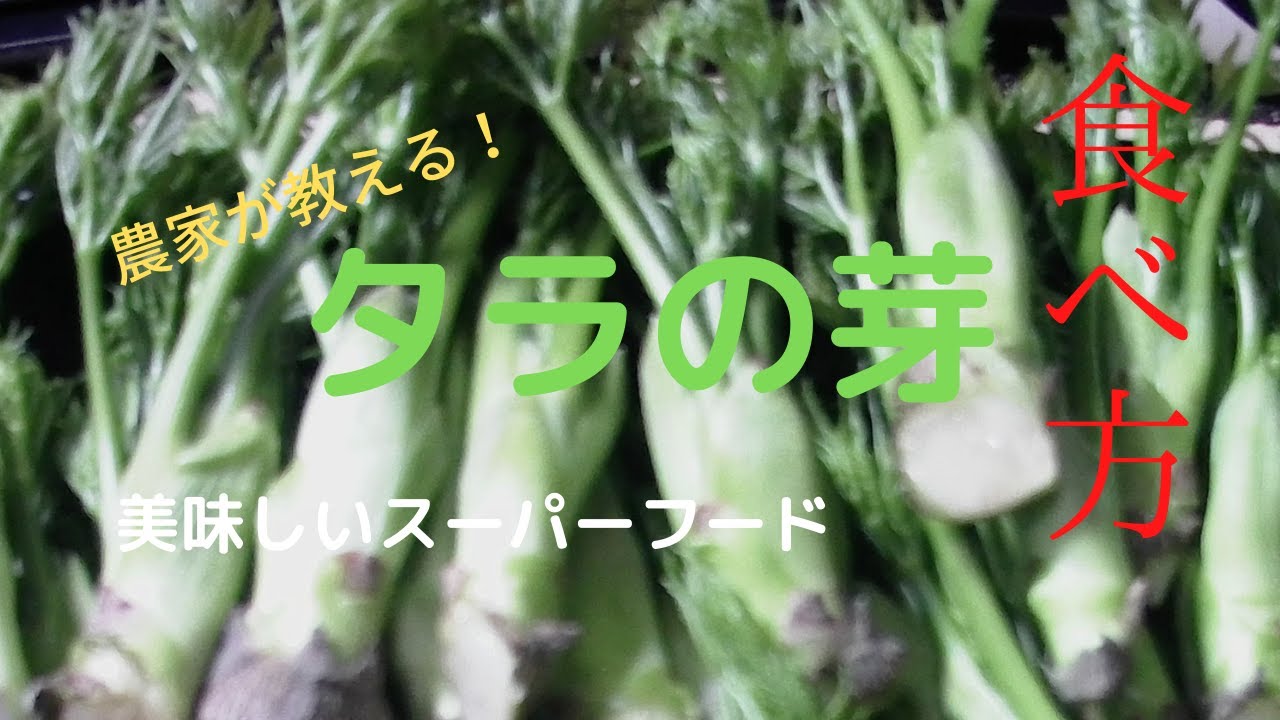 タラの芽の食べ方 下処理方法も Youtube タラの芽の食べ方 下処理方法も Youtube