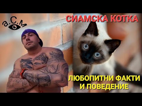 Видео: Сиамска ли е сиамка?