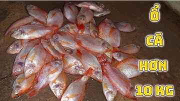 Câu đài cá điêu hồng sông tự nhiên gặp ổ giật hơn 10kg cá vác về ăn không hết - Nhật Ký Cần Thủ