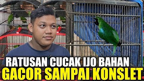 REJEKI PAGI INI ! CUCAK IJO GACOR KONSLET DIJUAL HARGA BAHAN DIKIOS SENDY PASAR BURUNG PRAMUKA