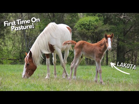 Video: „Essential Foaling“rinkinys „First Time Mare“savininkui