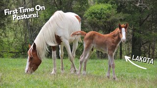 Our Baby Horse Goes Out To Pasture For The FIRST TIME