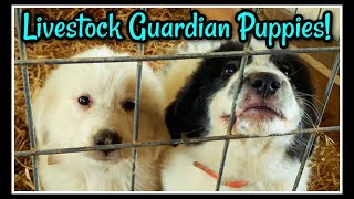 Livestock Guardian Pups to Future Protectors!