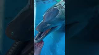 I Suoni Più Strani Degli Animali Delloceano