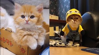 Cute and Funny Baby Cat Videos #3 | Best dank cat memes compilation of 2020 by night4217 1,398 views 3 years ago 3 minutes, 16 seconds