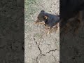 Sun, sand, and surf 🏄‍♂️ what more could a Rottweiler want ...YouTube · RK Rottweilers