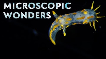 Watch Some of the Best Video Microscopy in the World