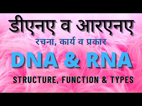 Structure and Function Of DNA And RNA | डीएनए व आरएनए - रचना,कार्य व प्रकार | mpsc science |